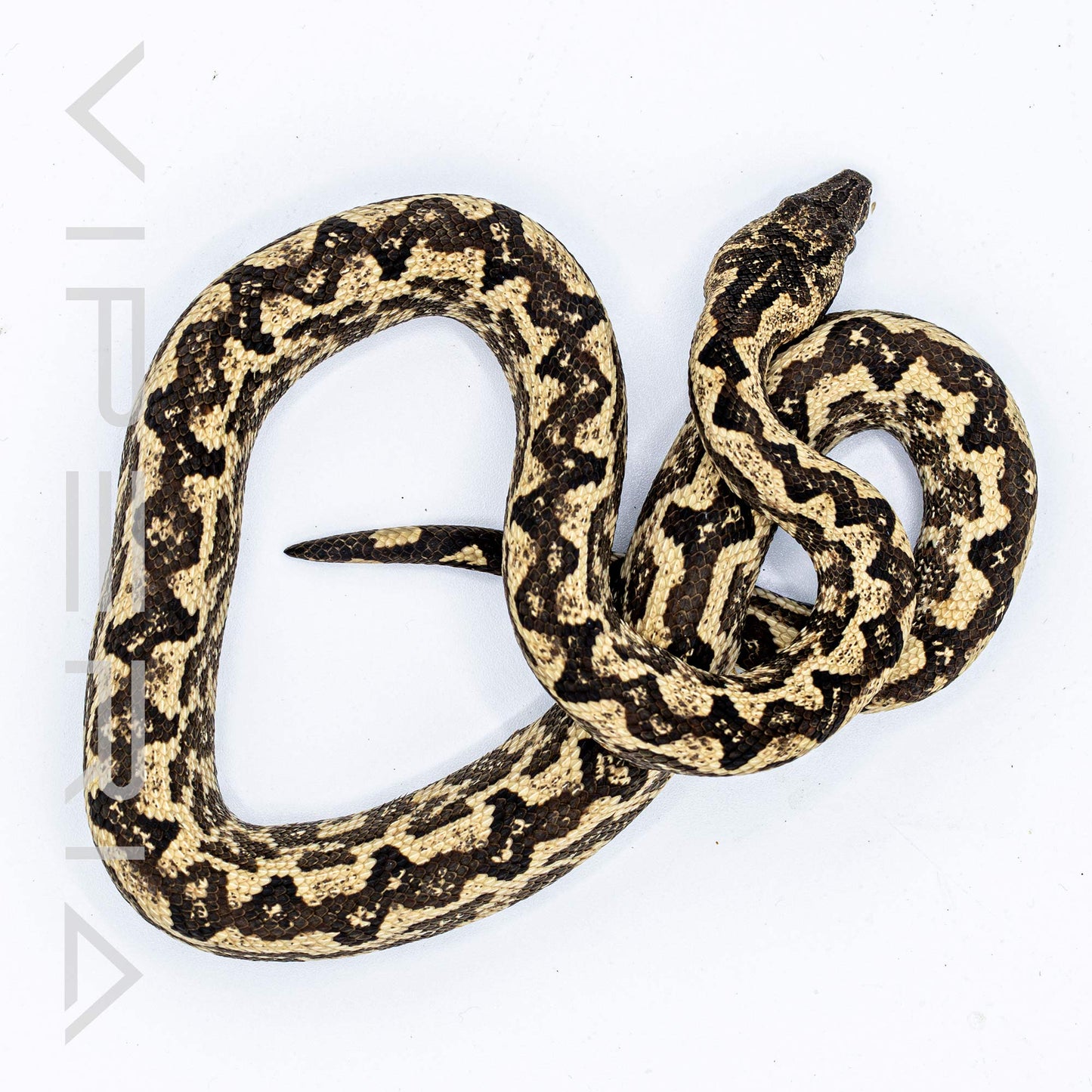 Solomon Island Ground Boa
