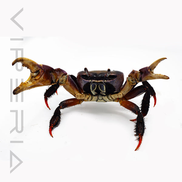 Brown land crab