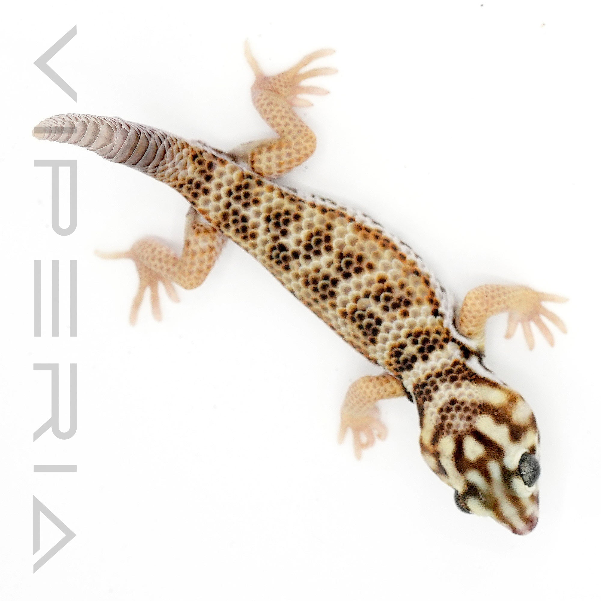 Kuhl’s Flying Gecko for Sale UK | Viperia Reptiles – Viperia UK