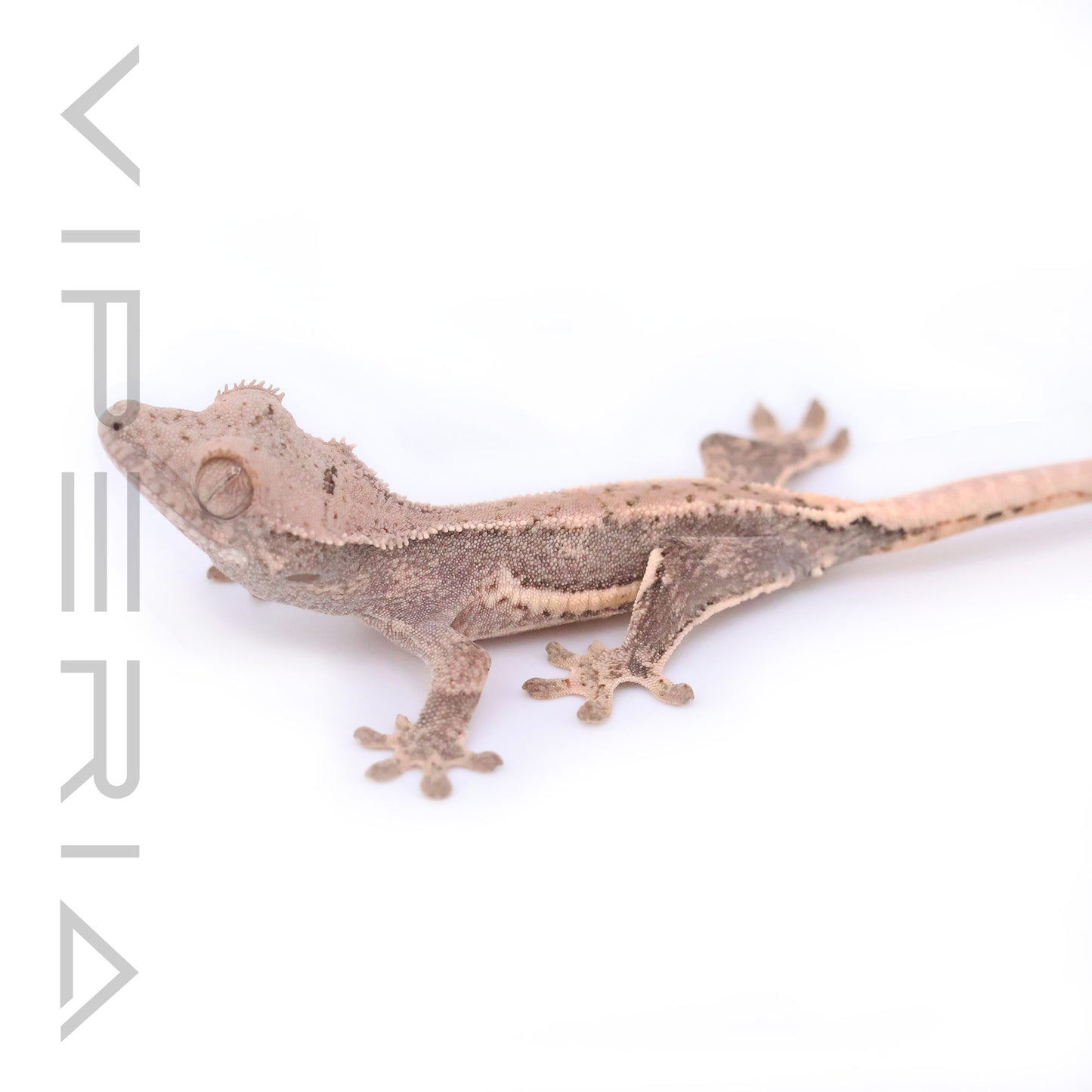 Lily White Crested Gecko