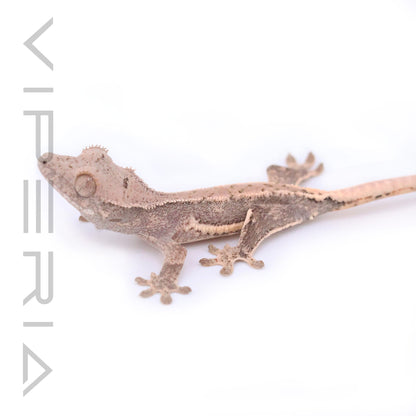 Lily White Crested Gecko