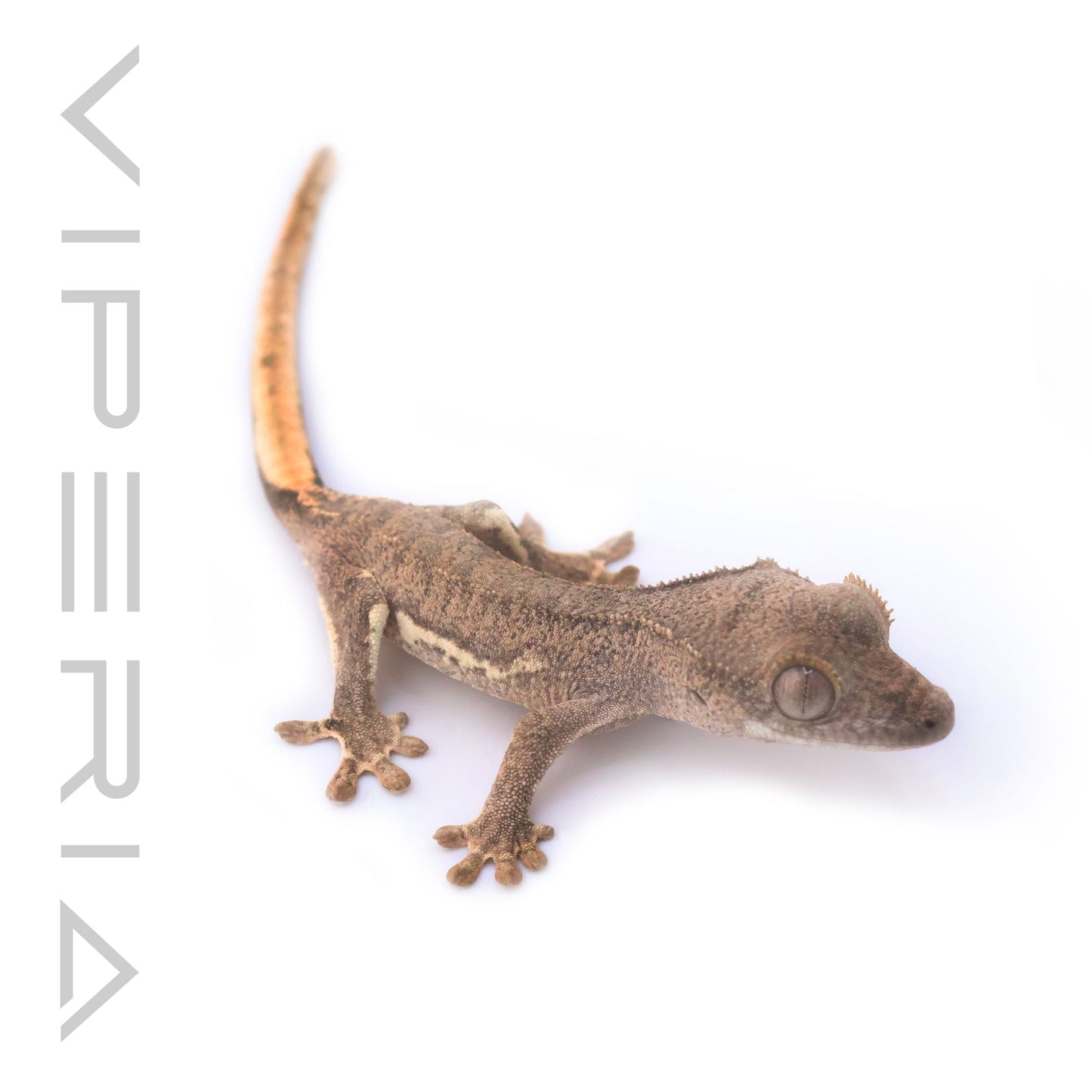 Lily White Crested Gecko