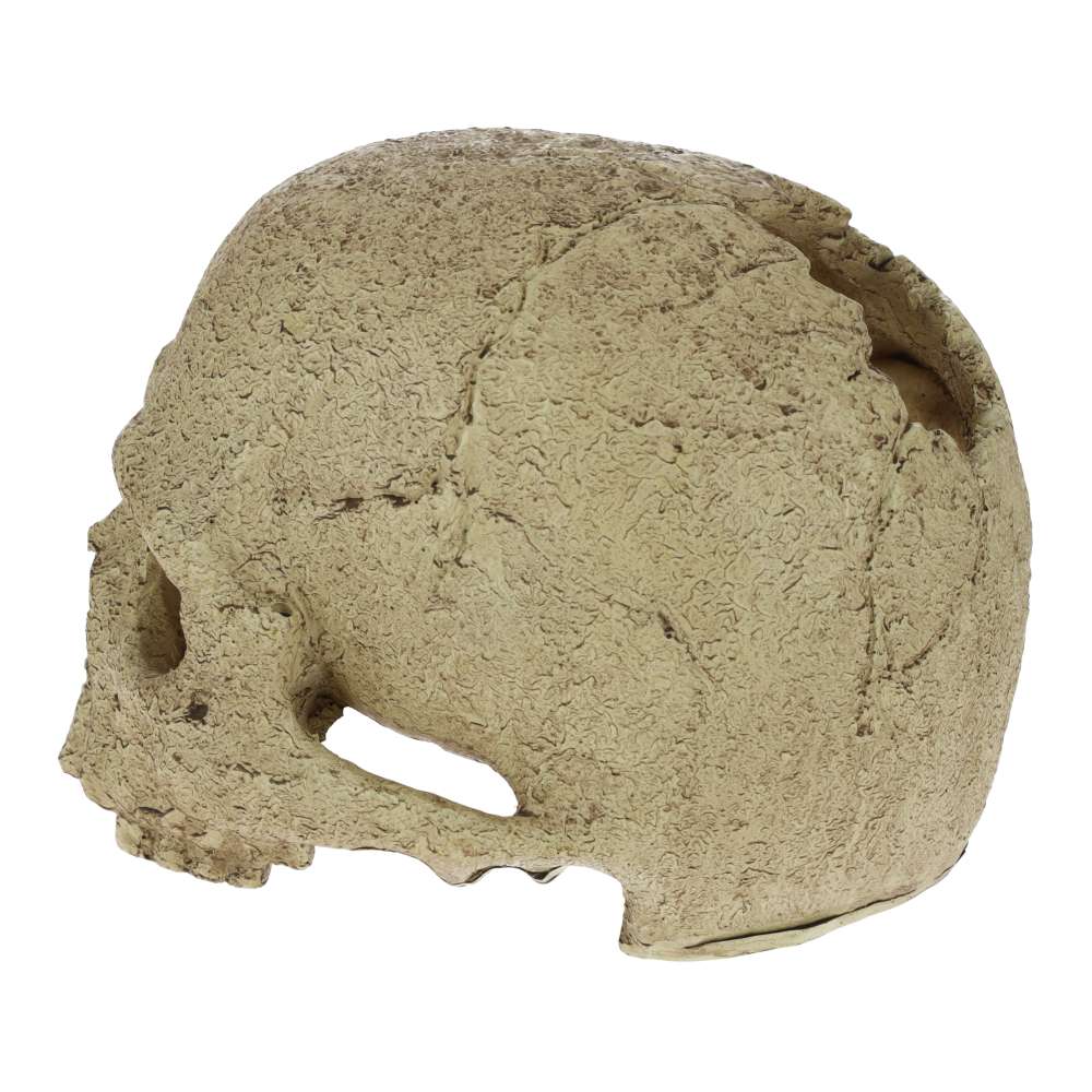 Exo Terra Primate Skull Aquarium Ornament - PT2855