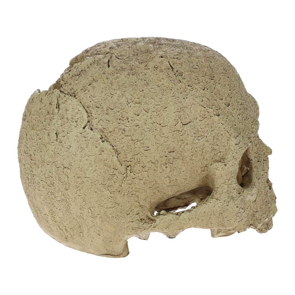Exo Terra Primate Skull Aquarium Ornament - PT2855