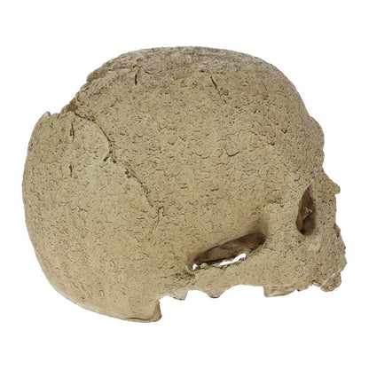 Exo Terra Primate Skull Aquarium Ornament - PT2855