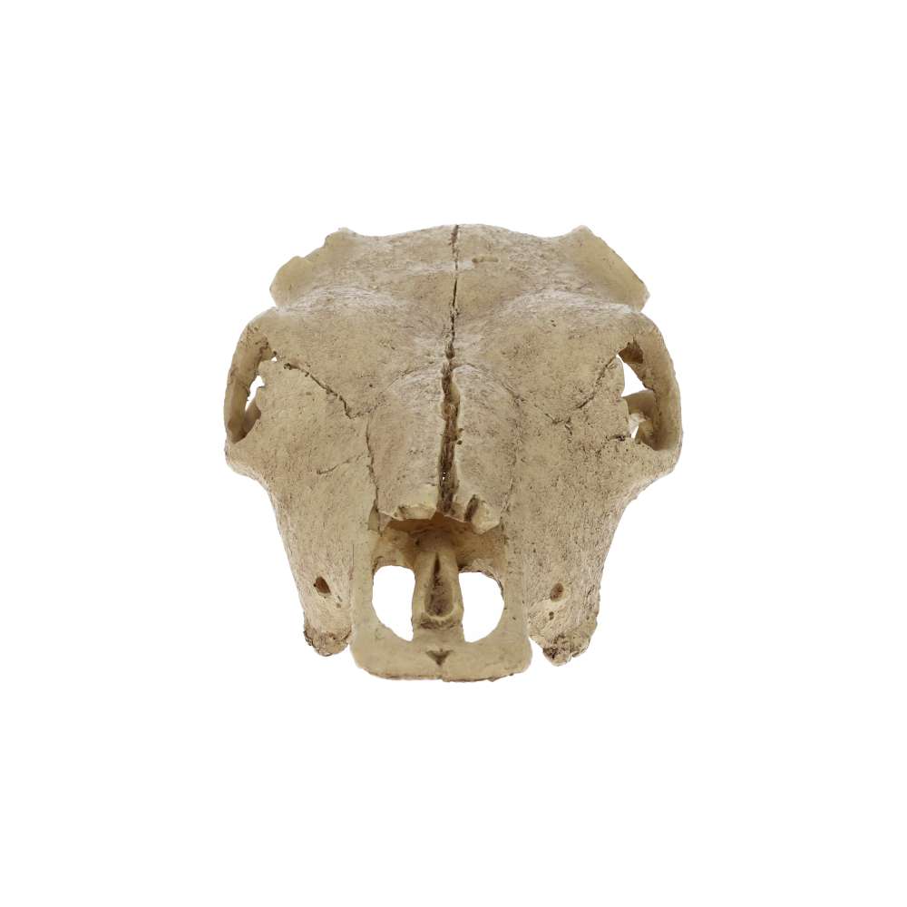 Exo Terra Buffalo Skull Aquarium Ornament – PT2857