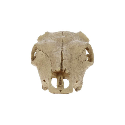Exo Terra Buffalo Skull Aquarium Ornament – PT2857