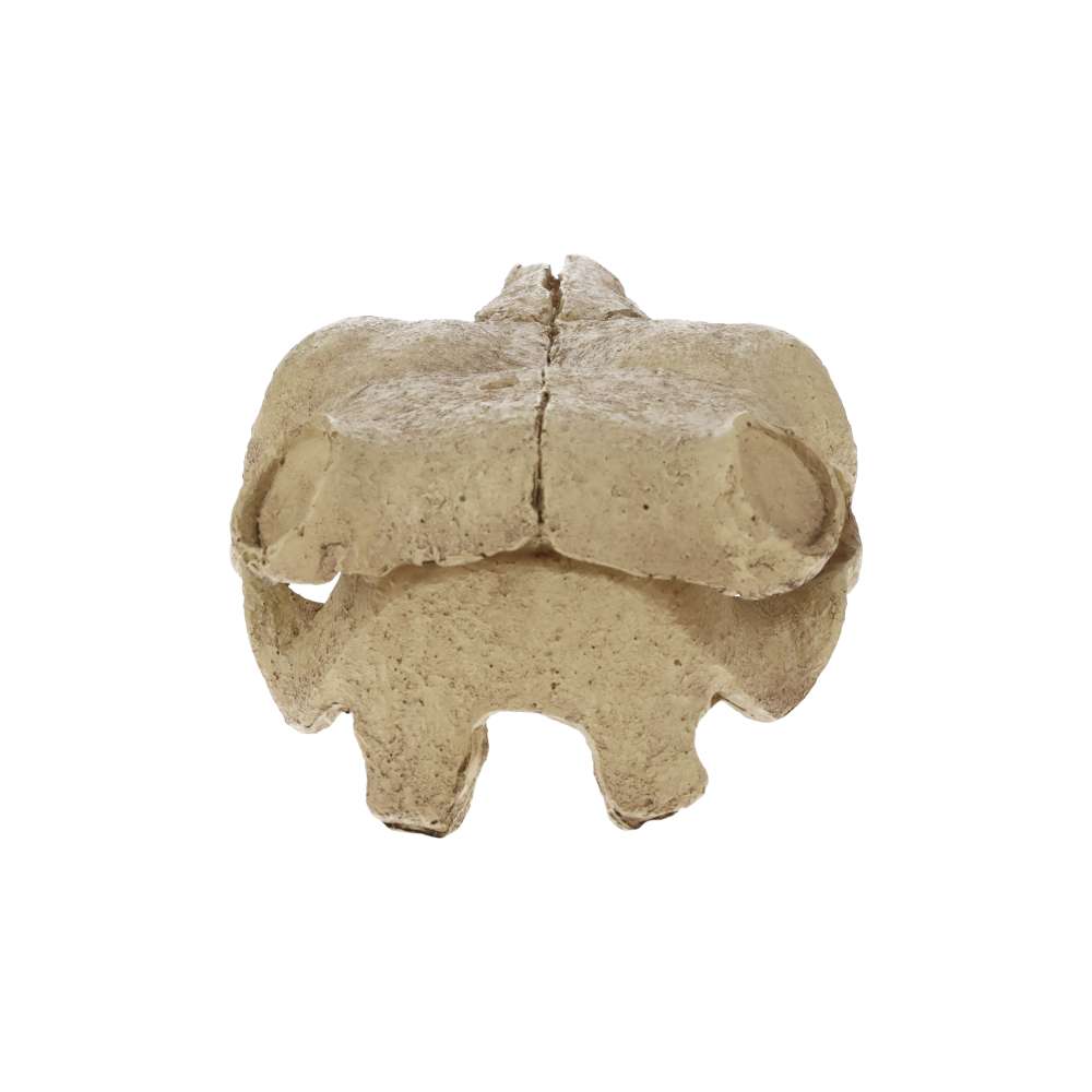 Exo Terra Buffalo Skull Aquarium Ornament – PT2857