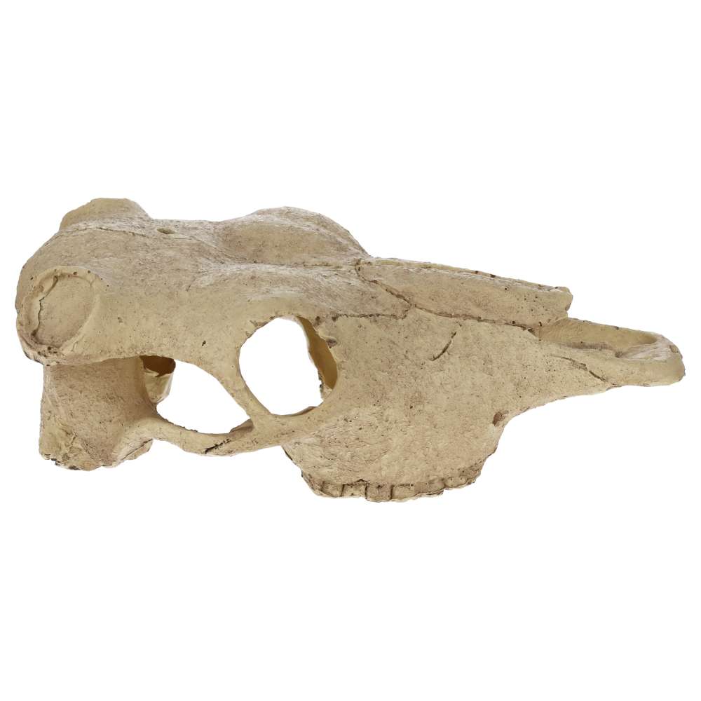 Exo Terra Buffalo Skull Aquarium Ornament – PT2857