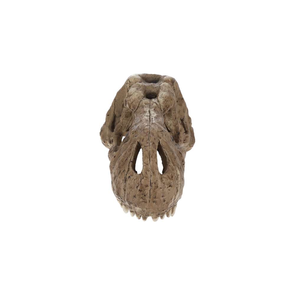 Exo Terra T Rex Skull PT2859 | Aquarium & Terrarium Décor Hide