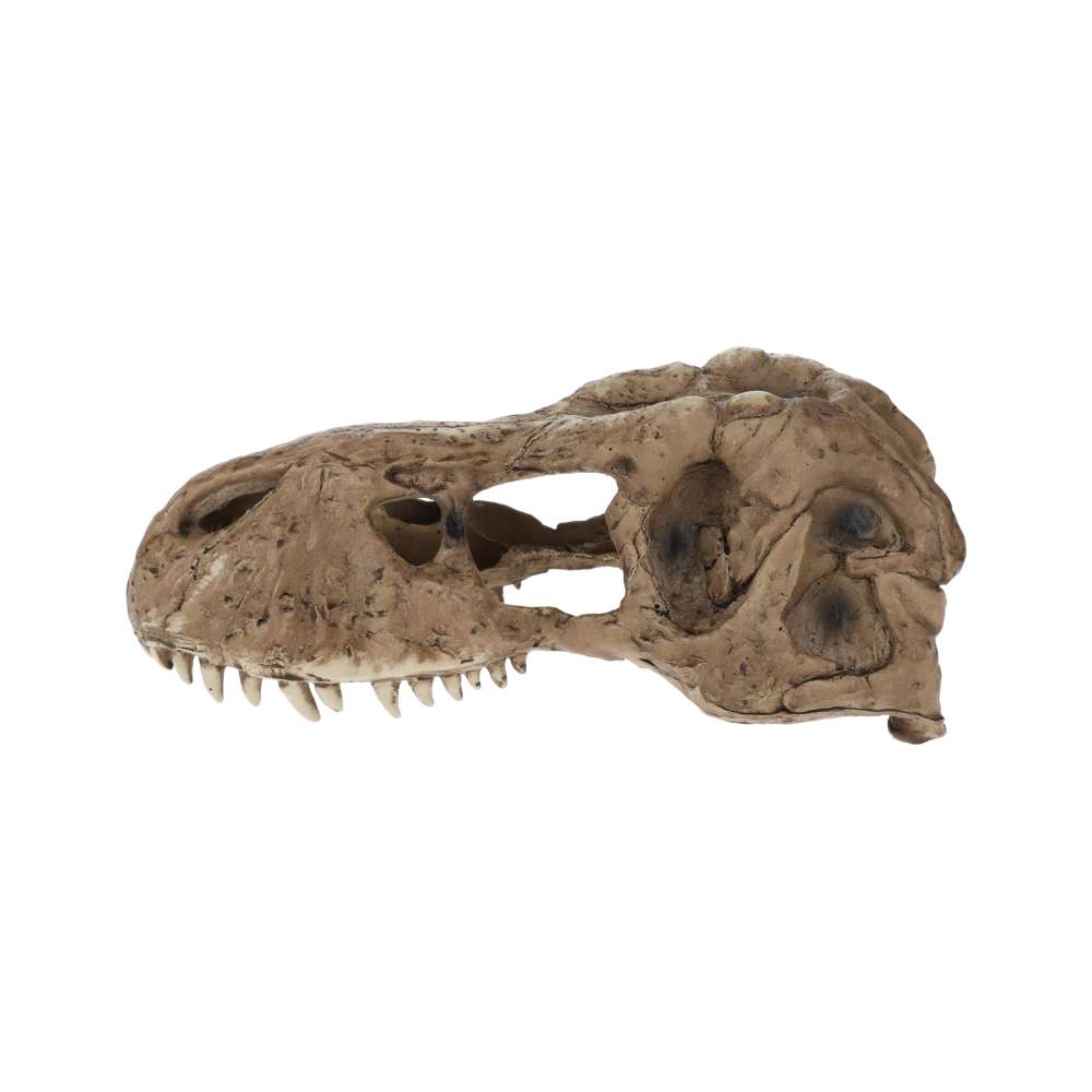 Exo Terra T Rex Skull PT2859 | Aquarium & Terrarium Décor Hide