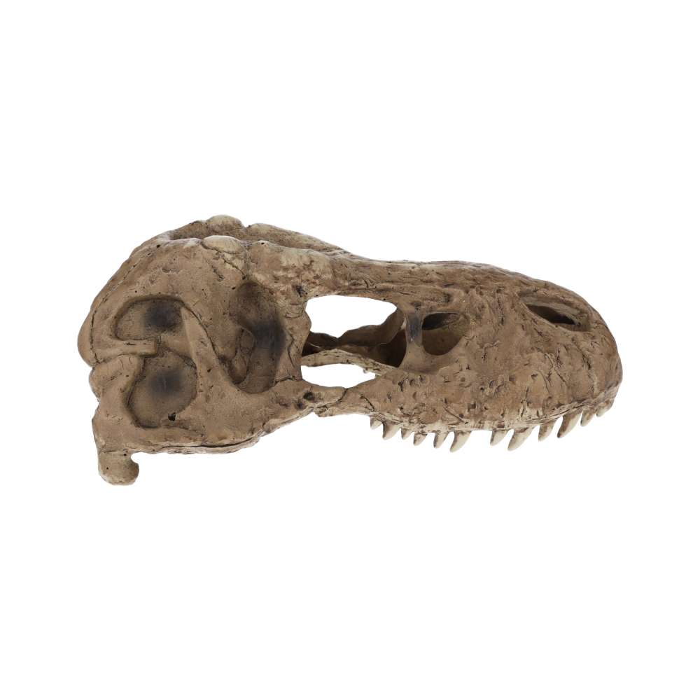 Exo Terra T Rex Skull PT2859 | Aquarium & Terrarium Décor Hide