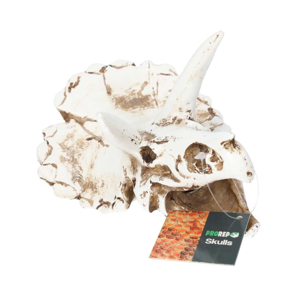 ProRep Resin Triceratops Skull