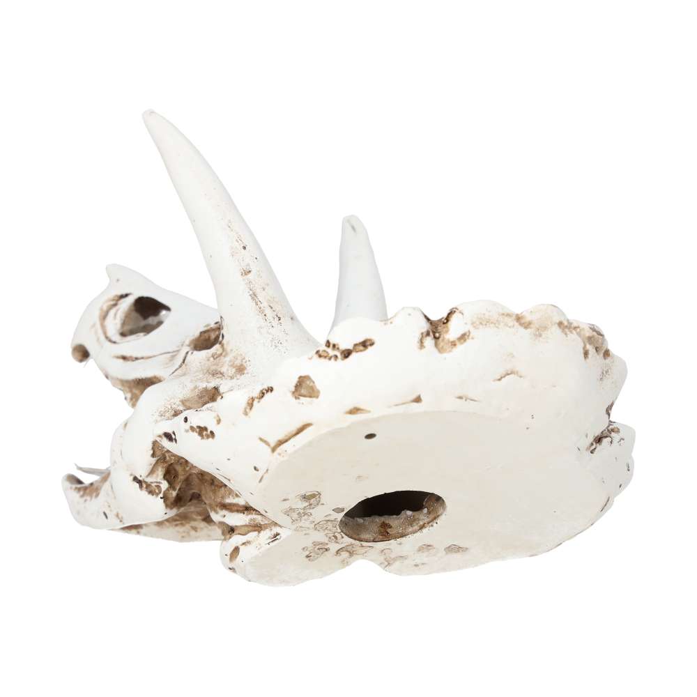 ProRep Resin Triceratops Skull