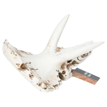 ProRep Resin Triceratops Skull