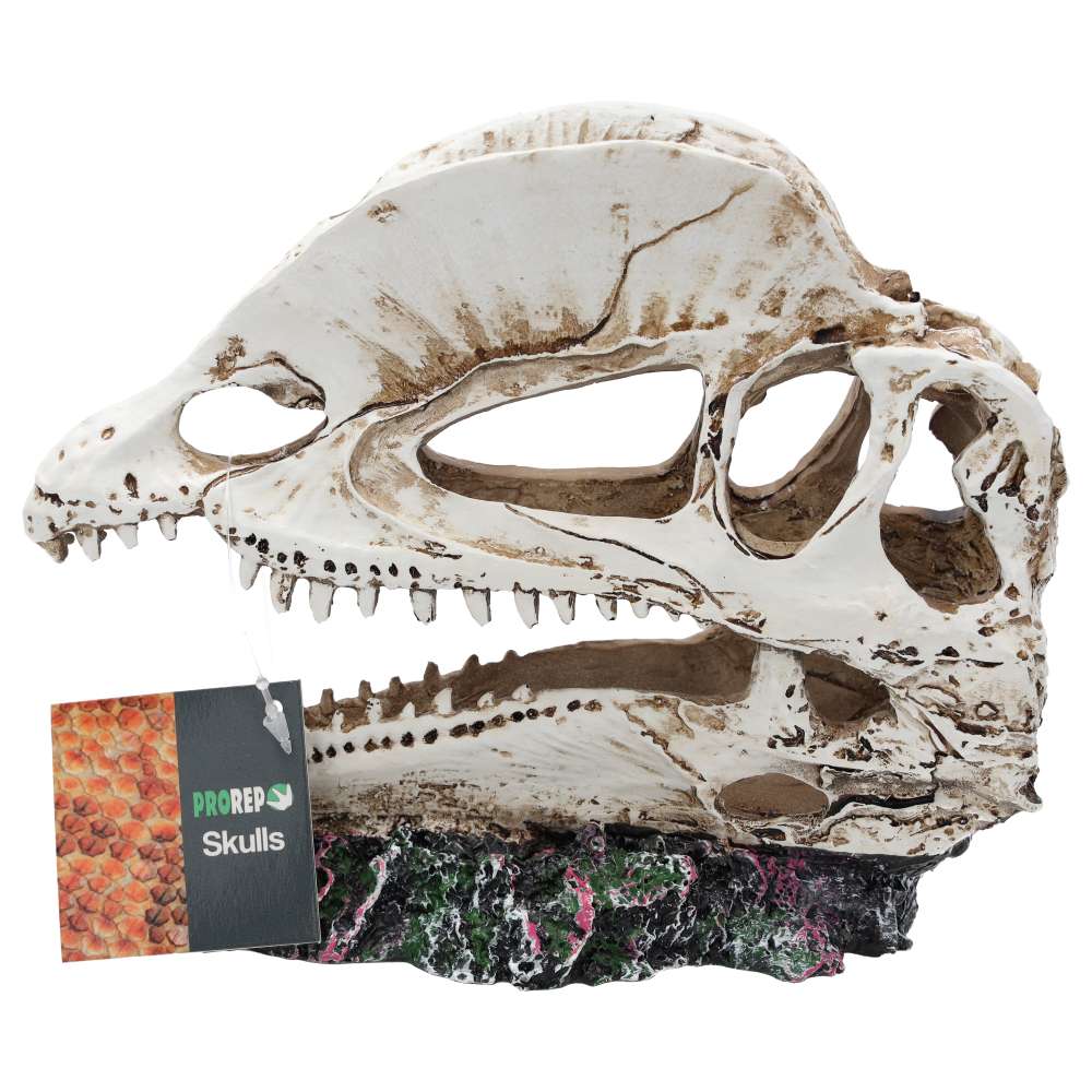ProRep Resin Dilophosaurus Skull