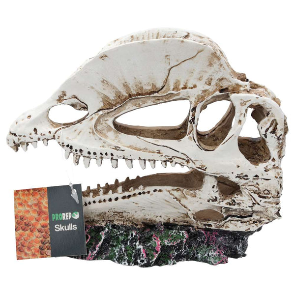 ProRep Resin Dilophosaurus Skull