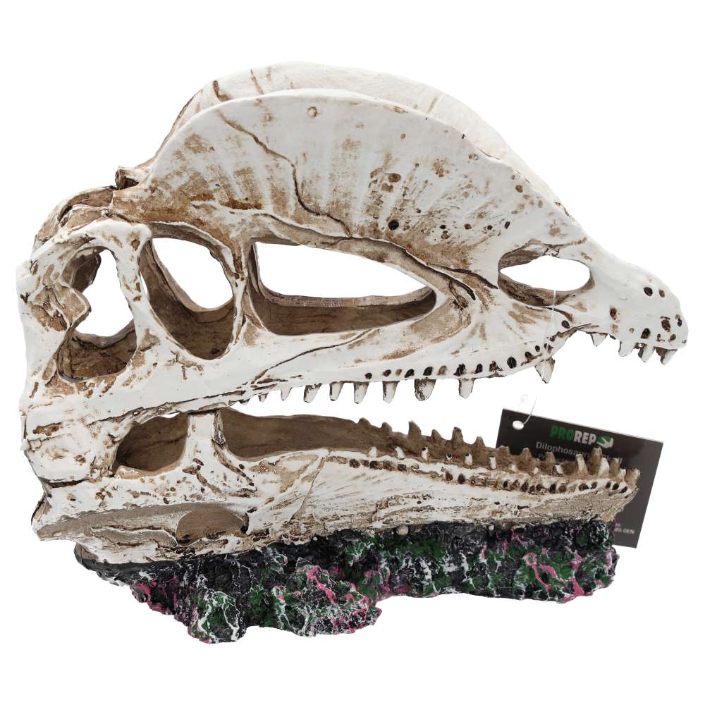 ProRep Resin Dilophosaurus Skull