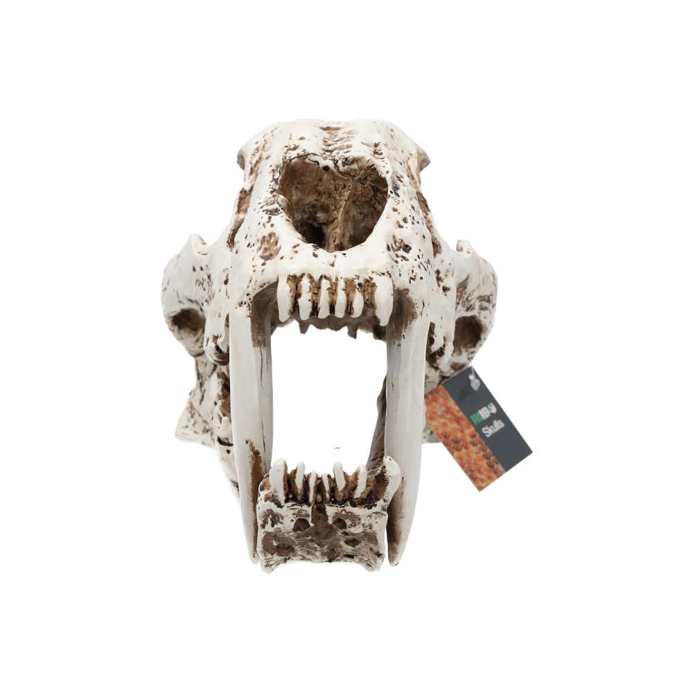 Artificial Smilodon Skull Aquarium Décor Large 26.5x14.5x15.5cm