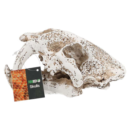 ProRep Resin Smilodon Skull