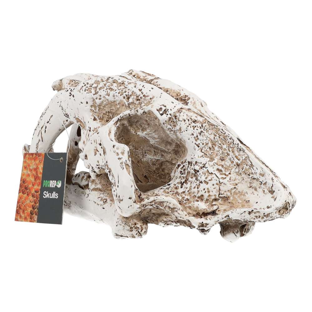 ProRep Resin Smilodon Skull