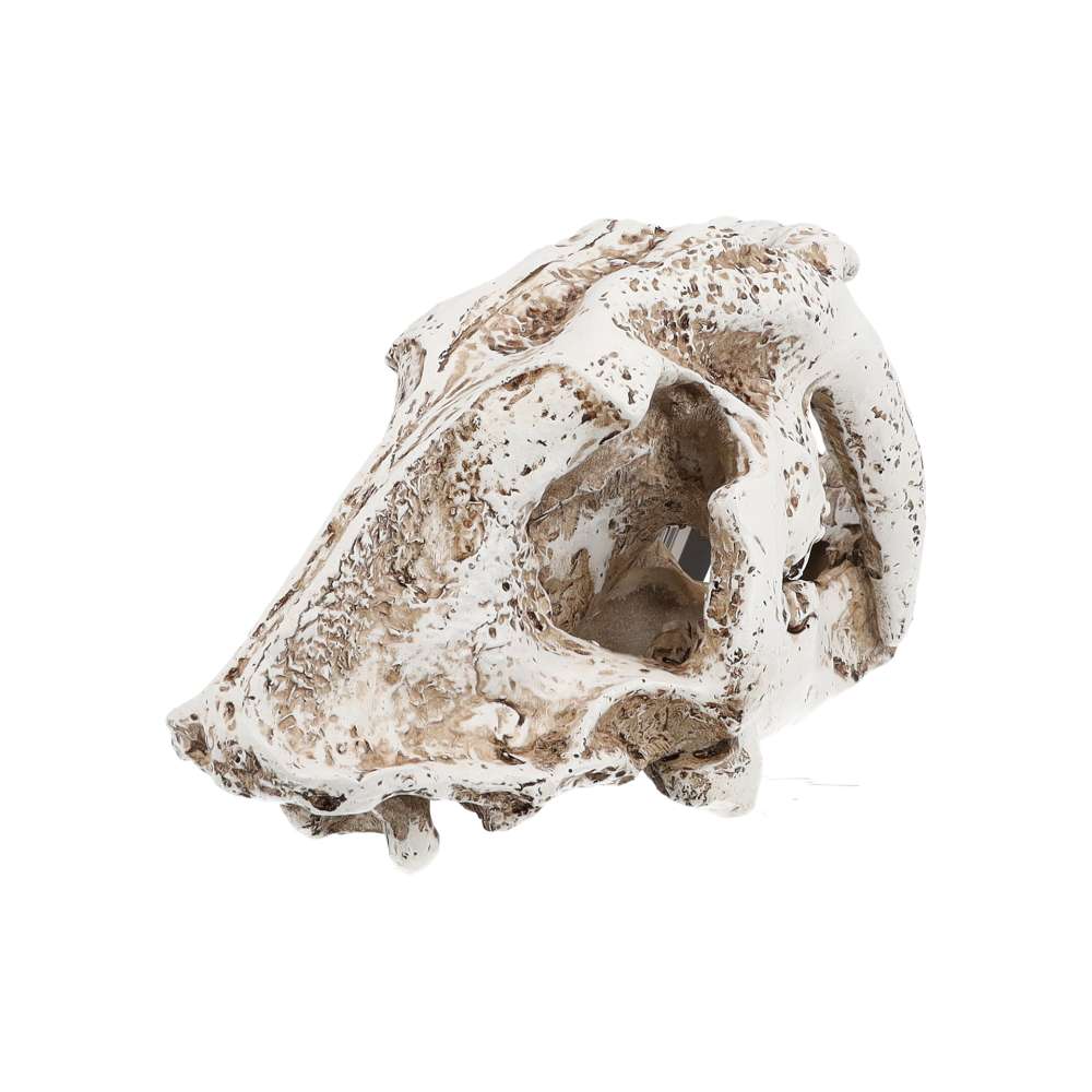 ProRep Resin Smilodon Skull