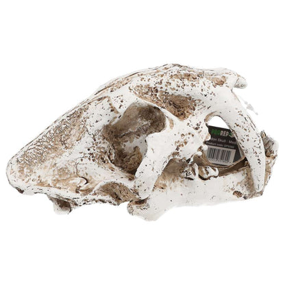 ProRep Resin Smilodon Skull