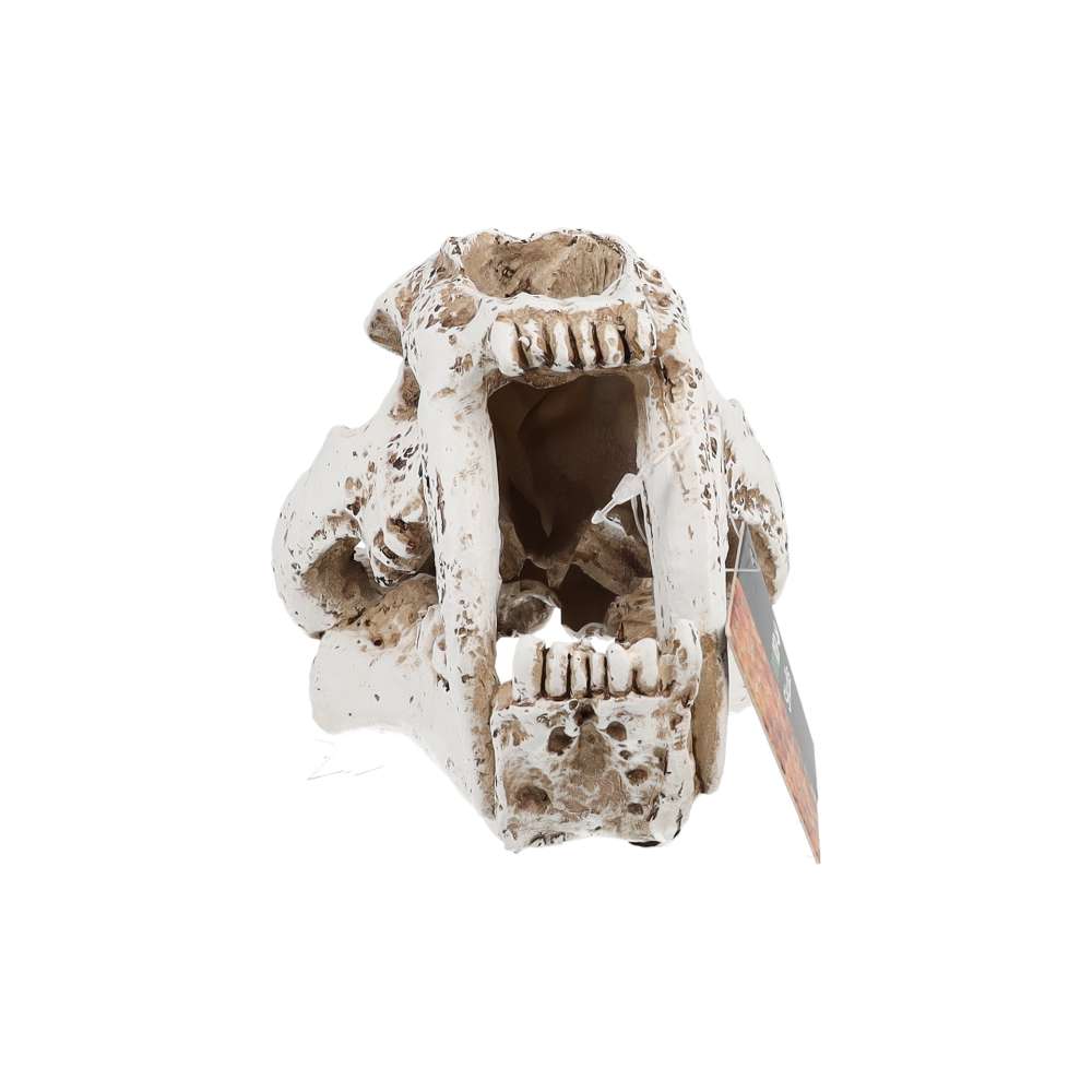 ProRep Resin Smilodon Skull