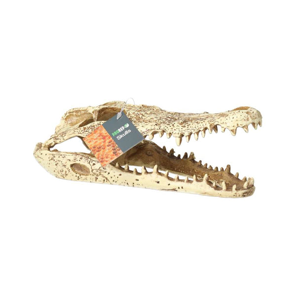 ProRep Resin Crocodile Skull