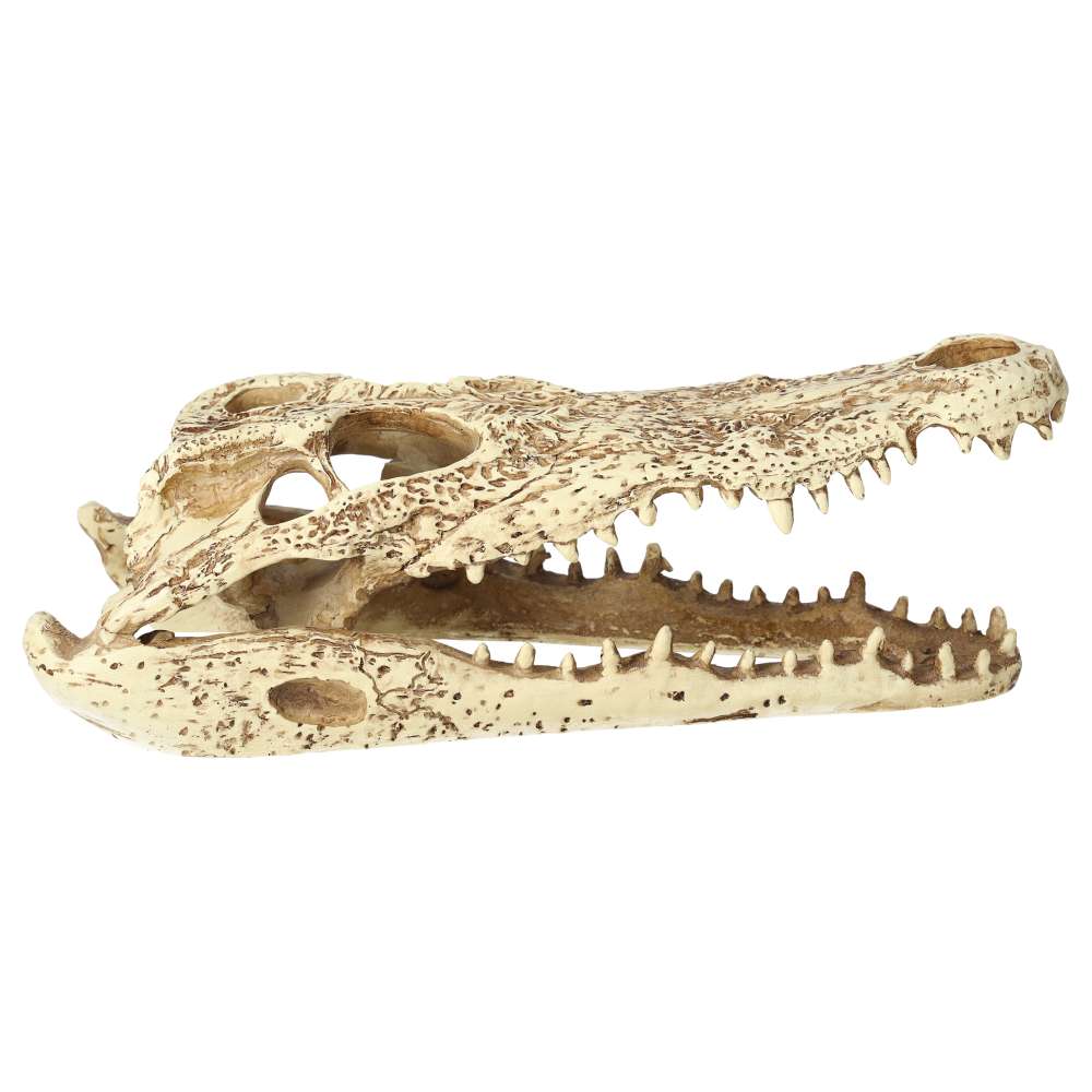 ProRep Resin Crocodile Skull