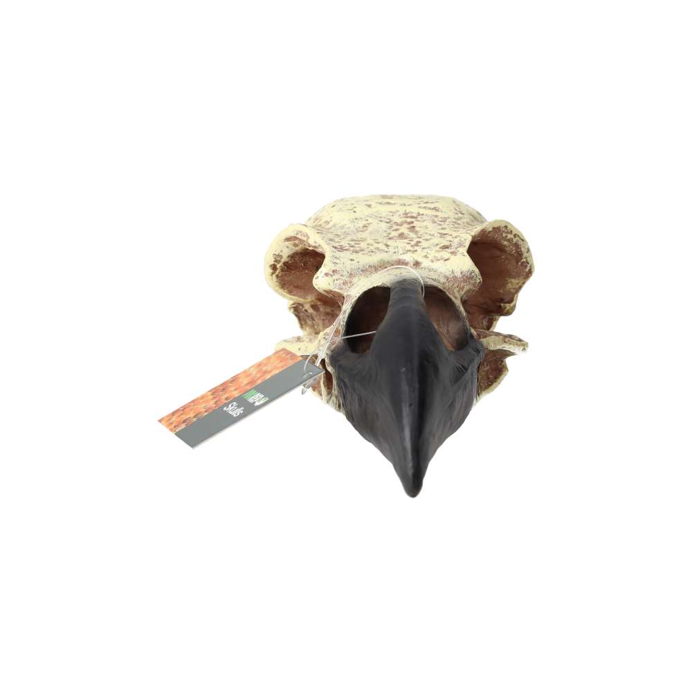 ProRep Resin Corvid Skull