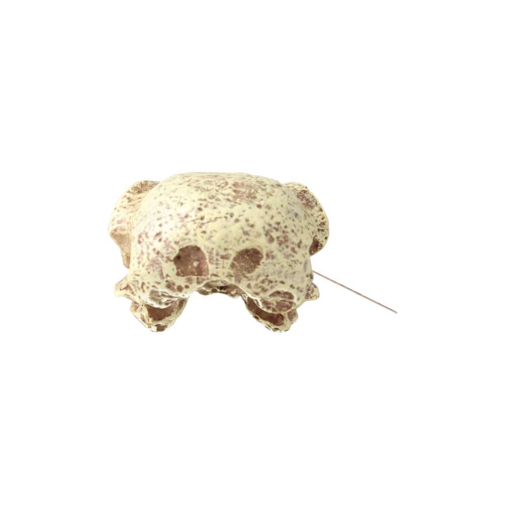 ProRep Resin Corvid Skull