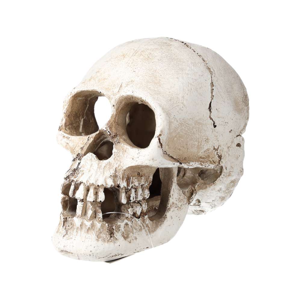 ProRep Resin Human Skull