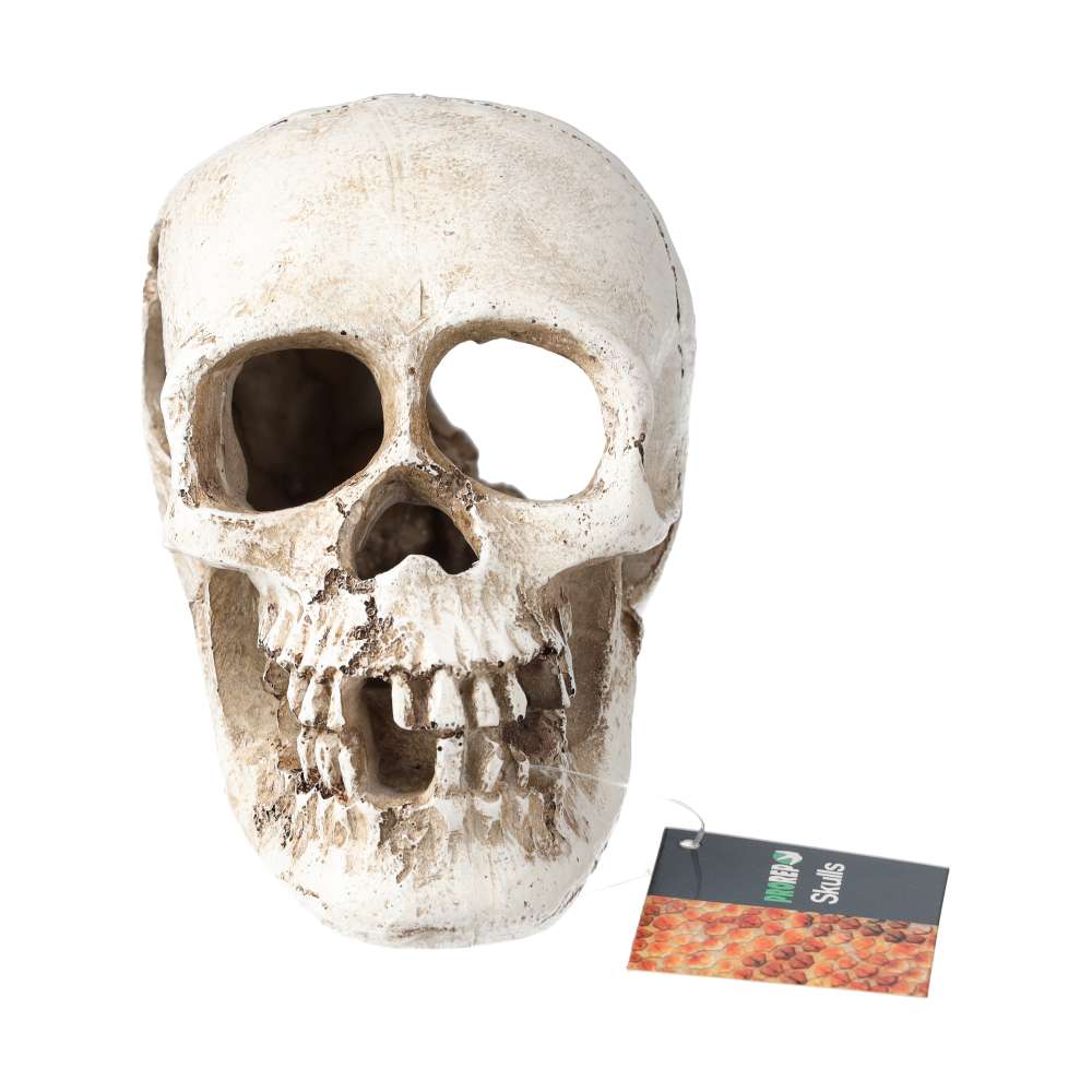 ProRep Resin Human Skull