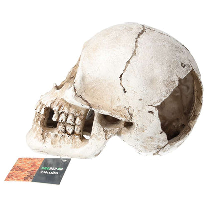 ProRep Resin Human Skull