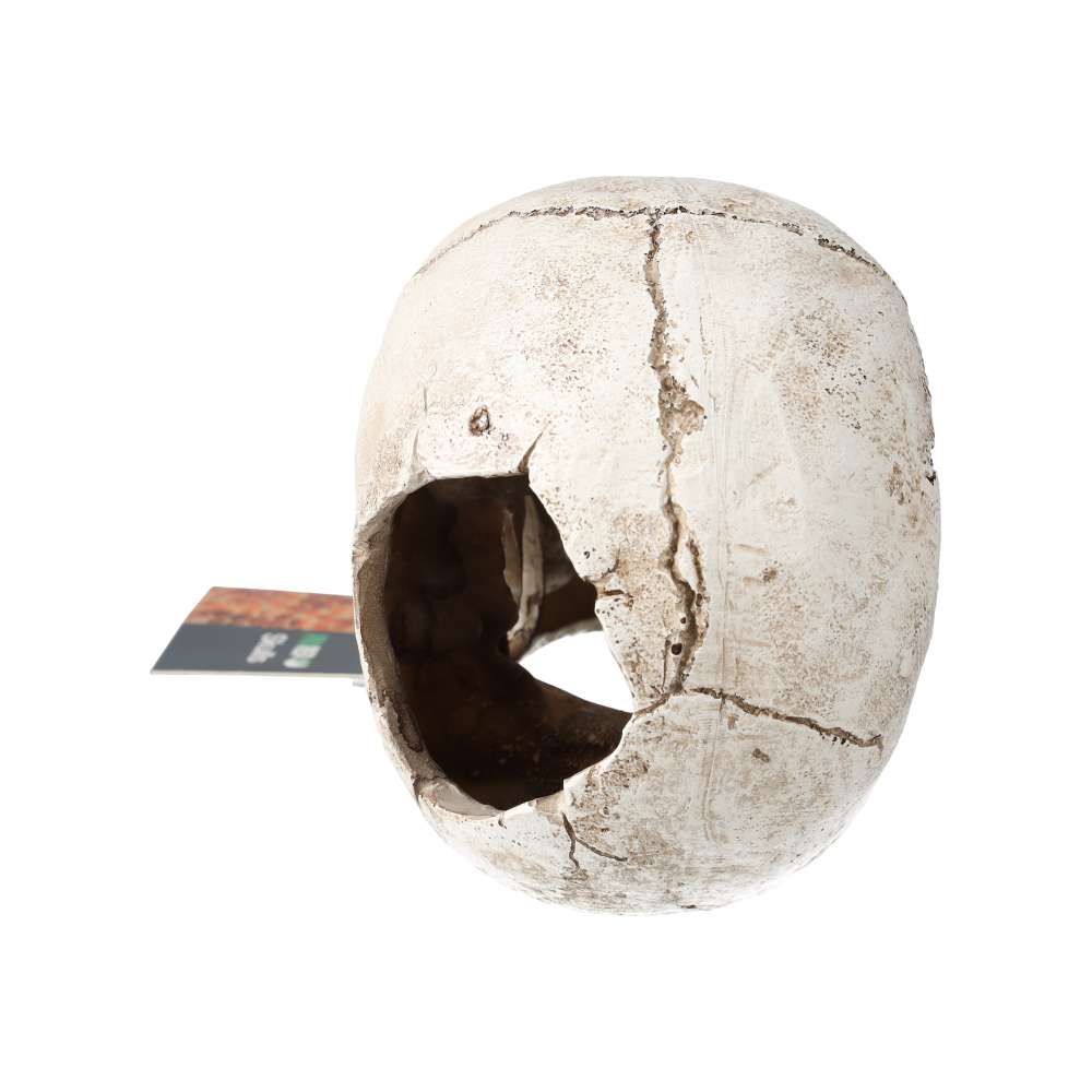 ProRep Resin Human Skull
