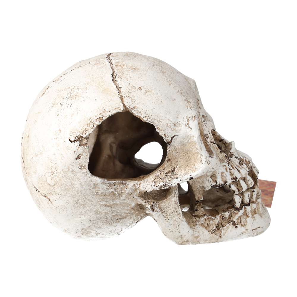 ProRep Resin Human Skull
