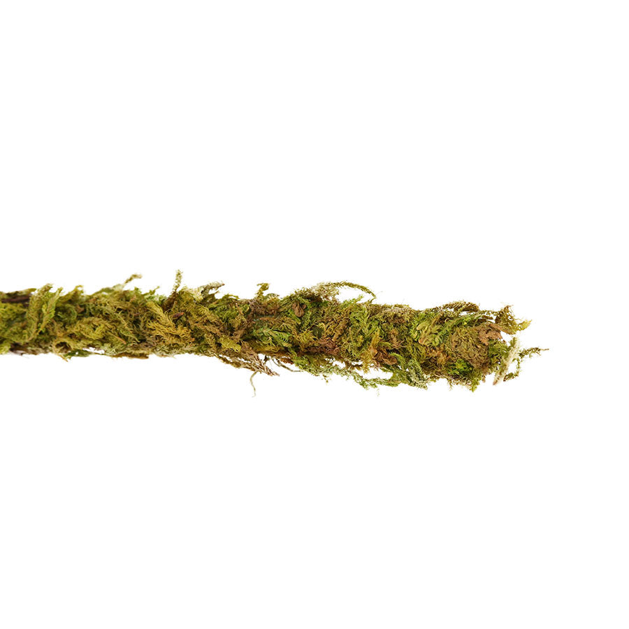 ReptiZoo Natural Moss Vine for Vivariums – 200cm x 1cm