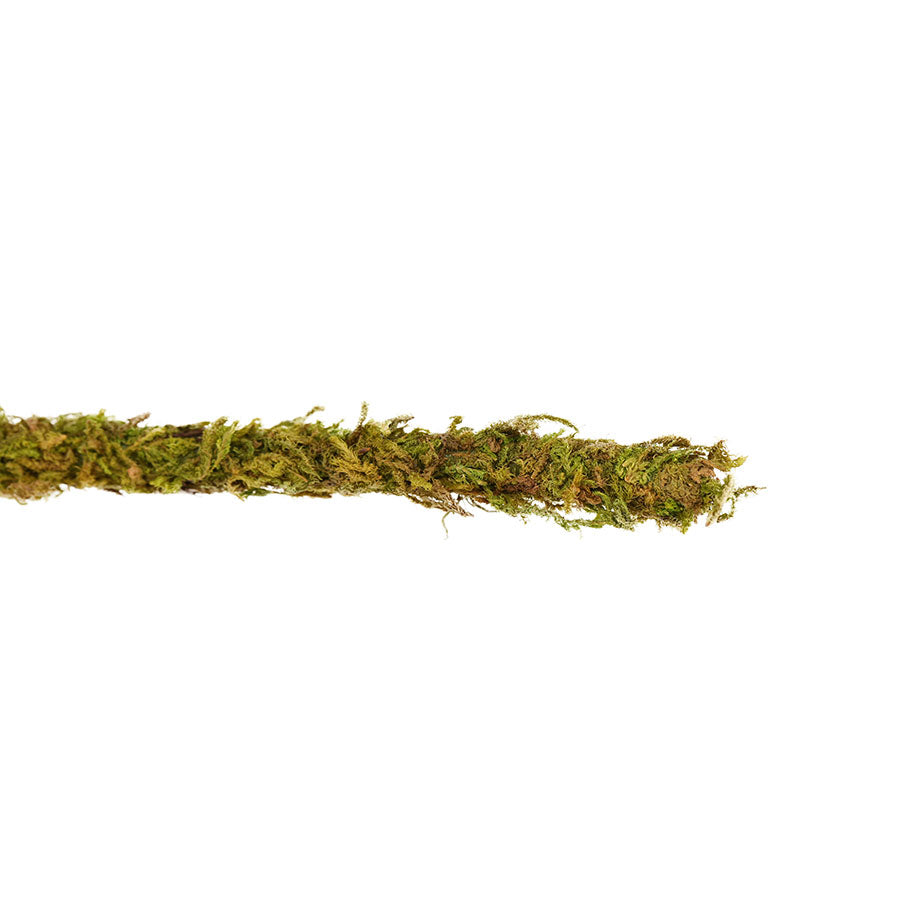 ReptiZoo Natural Moss Vine for Vivariums – 200cm x 1.5cm