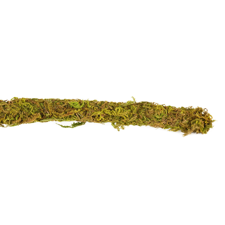 ReptiZoo Natural Moss Vine for Vivariums – 200cm x 2cm