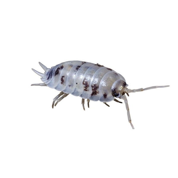 Dairy Cow Isopods