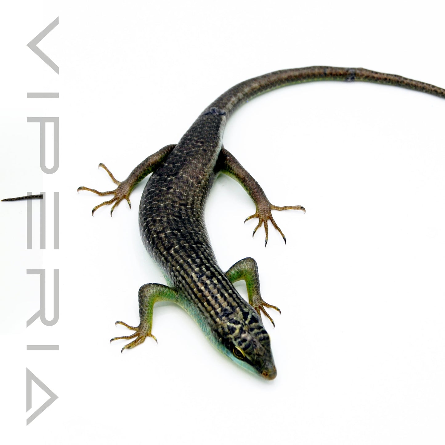 Olive Tree Skink
