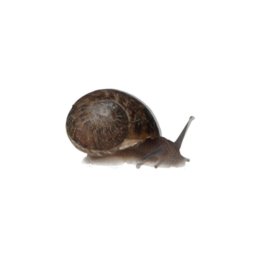 Edible Snails