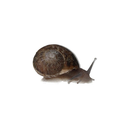 Edible Snails