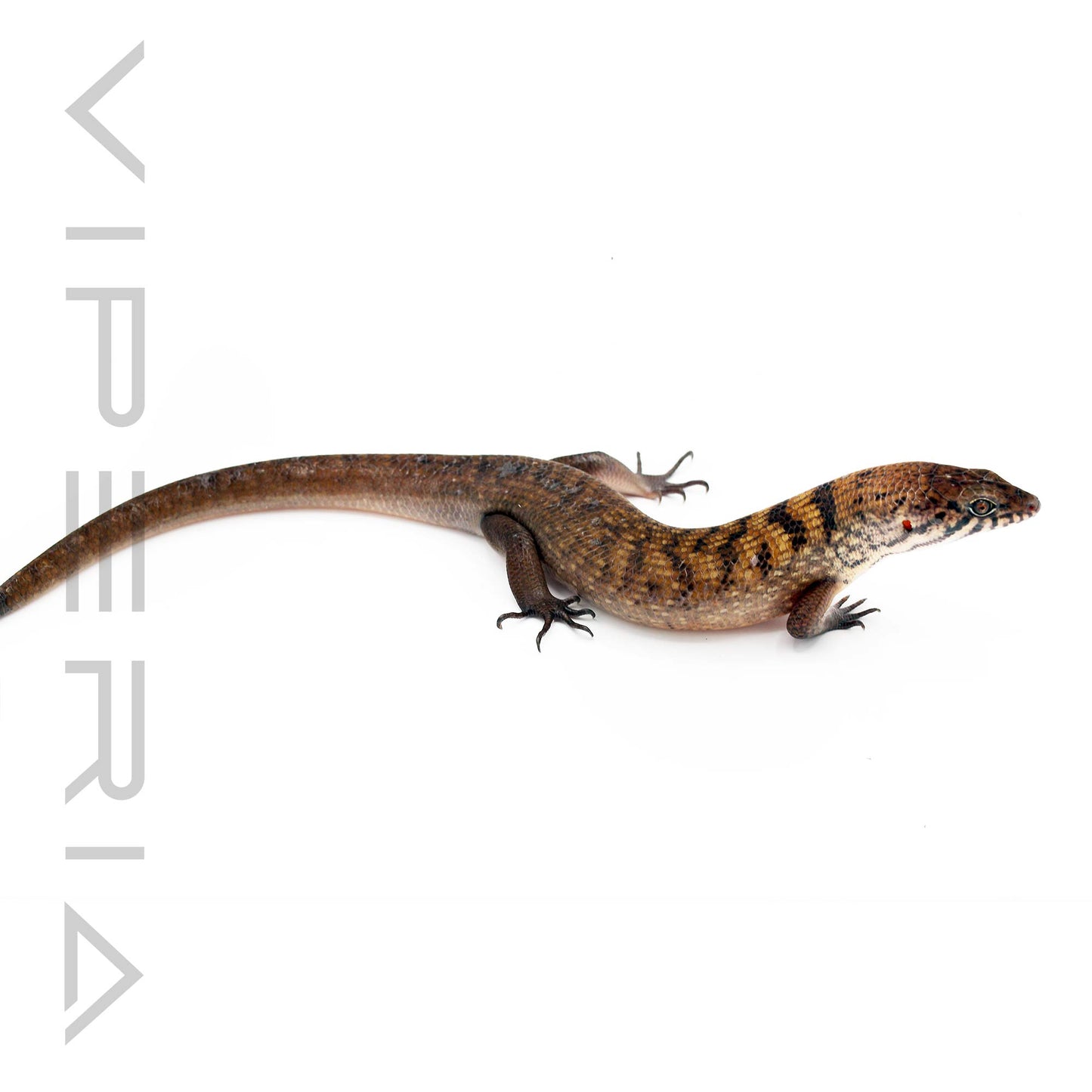 Odd-Chinned Skink