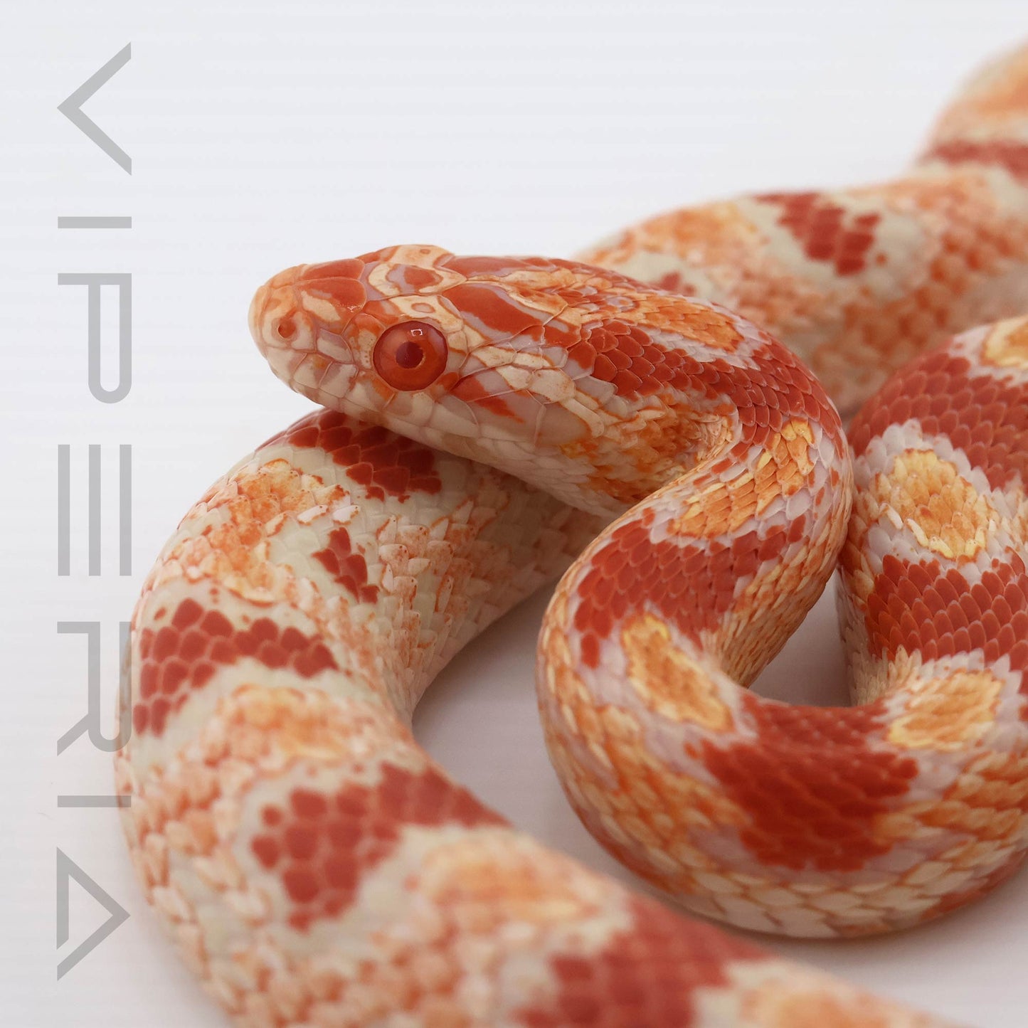 Extreme Reverse Okeetee 66% het Scaleless, Cinder Corn Snake