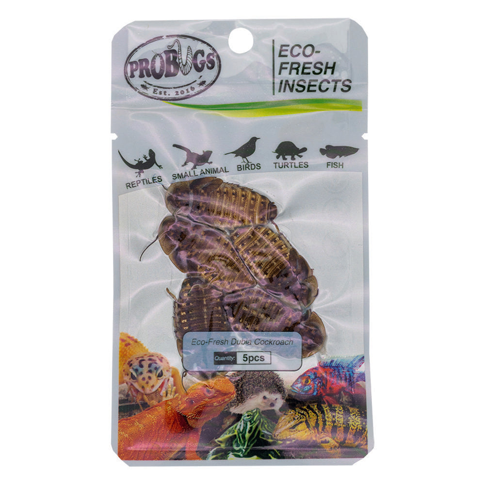 ProBugs Eco Fresh Dubia Cockroachs 5pcs