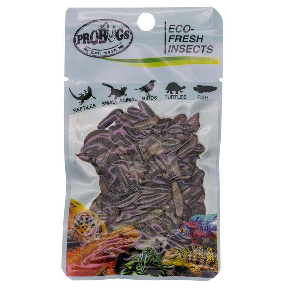 ProBugs Eco Fresh Black Soldier Fly Larvae 20g