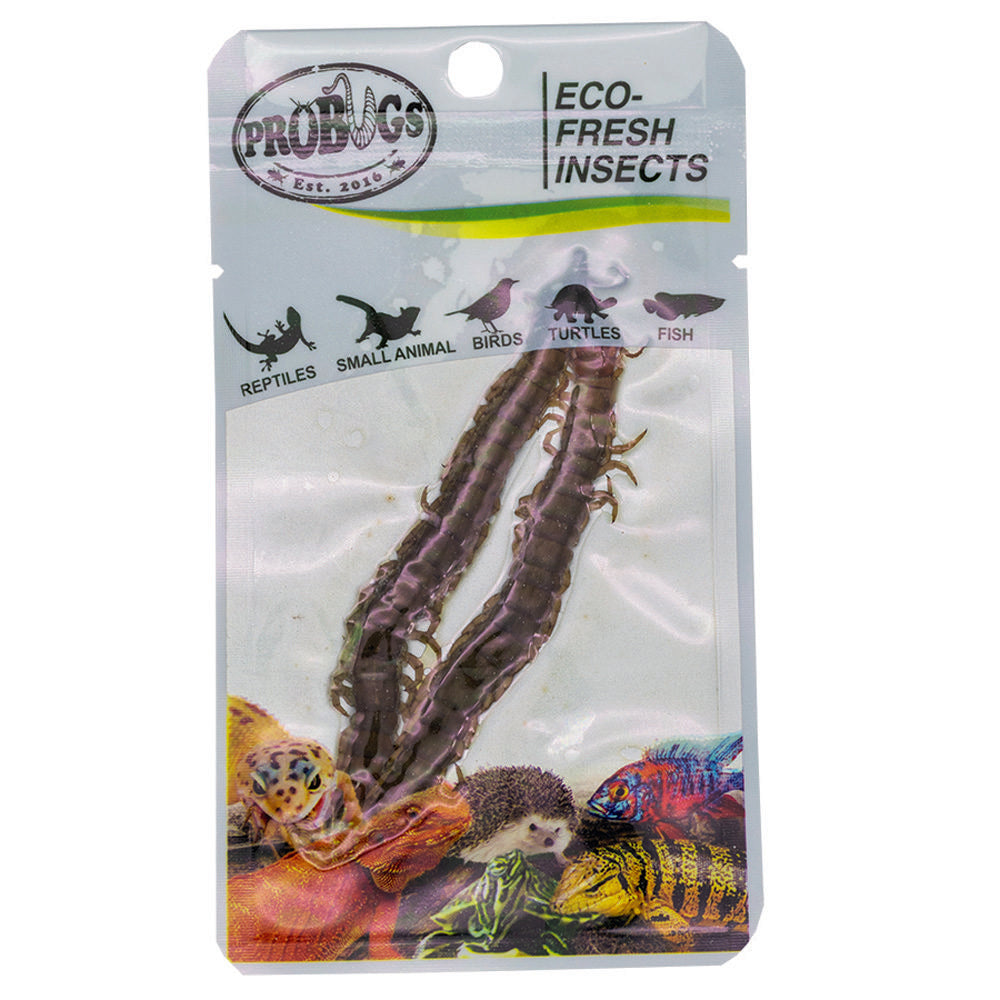 ProBugs Eco Fresh Centipedes 2pcs