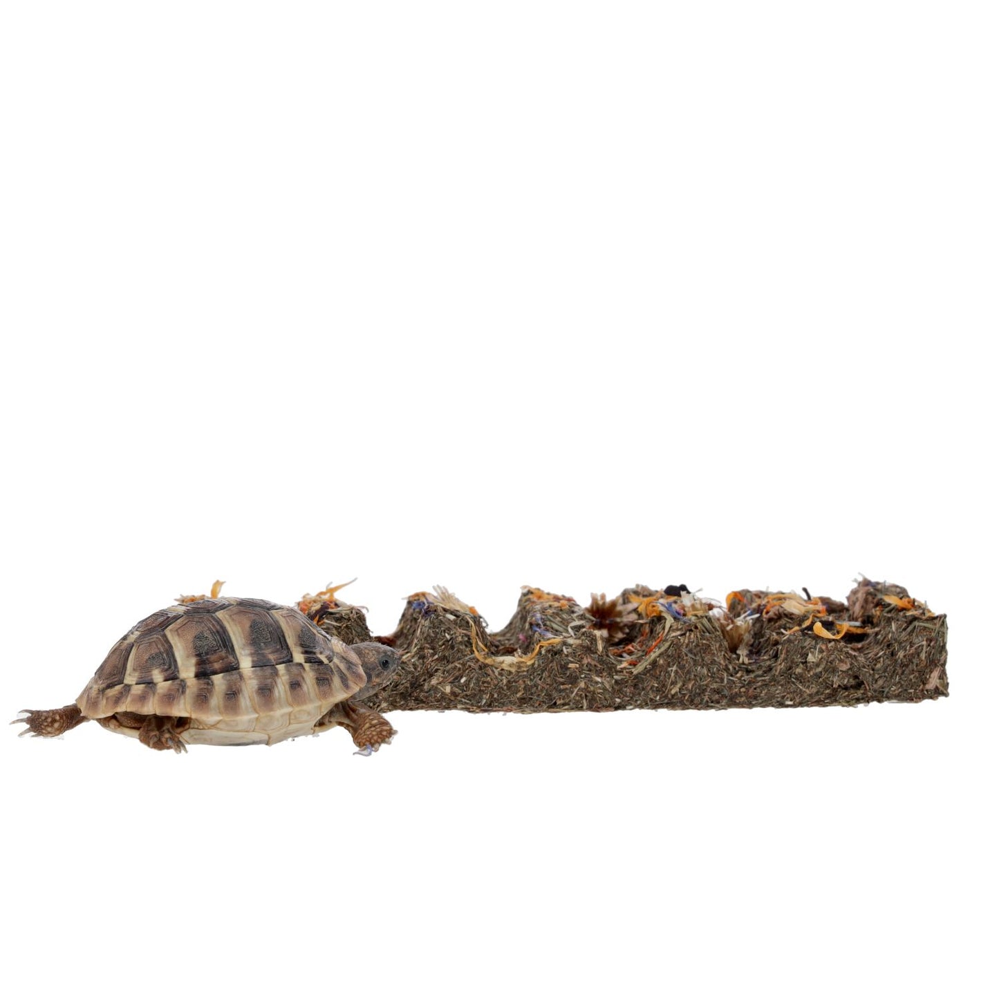 Pro Rep Tortoise Flower Foraging Bar